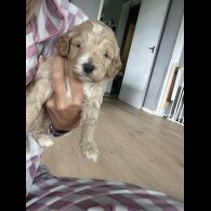Cockapoo - Both