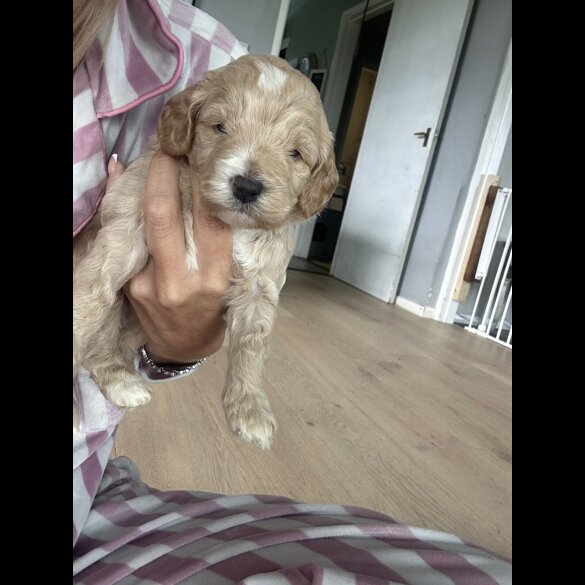 Cockapoo - Both