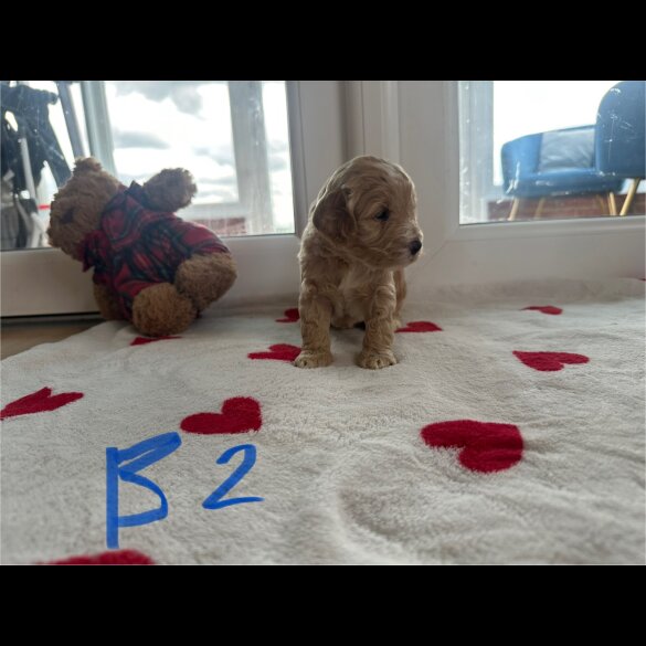 Cockapoo - Both
