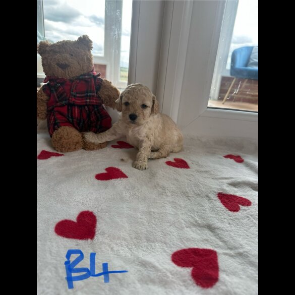 Cockapoo - Both