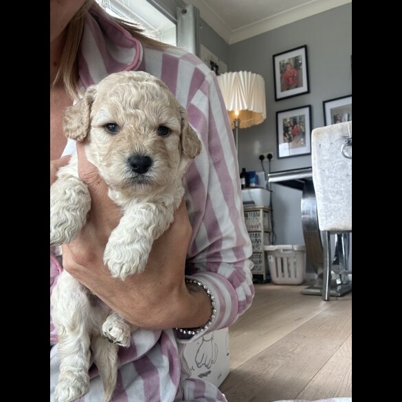 Cockapoo - Both