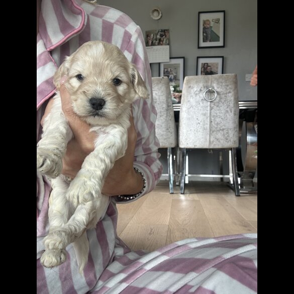 Cockapoo - Both