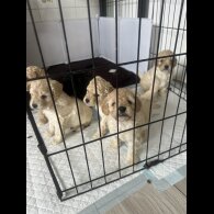 Cockapoo - Both