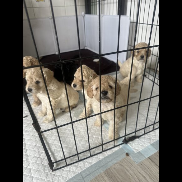 Cockapoo - Both