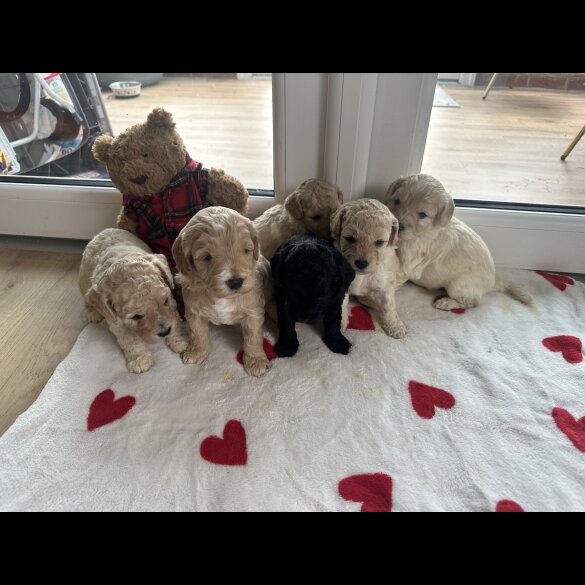 Cockapoo - Both