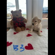 Cockapoo - Both