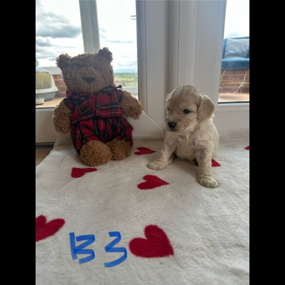 Cockapoo - Both