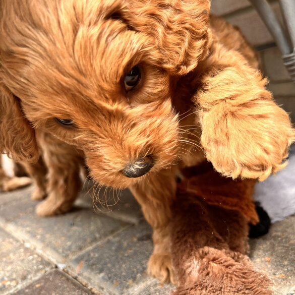 Labradoodle - Bitches