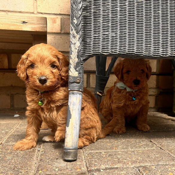 Labradoodle - Bitches