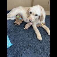 Labradoodle - Bitches