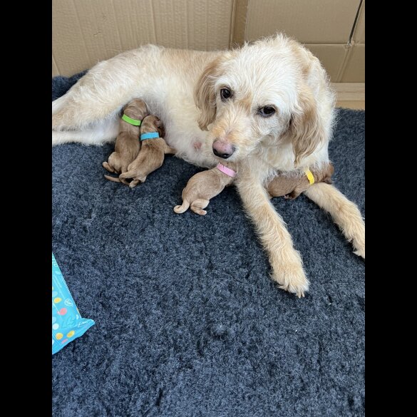 Labradoodle - Bitches