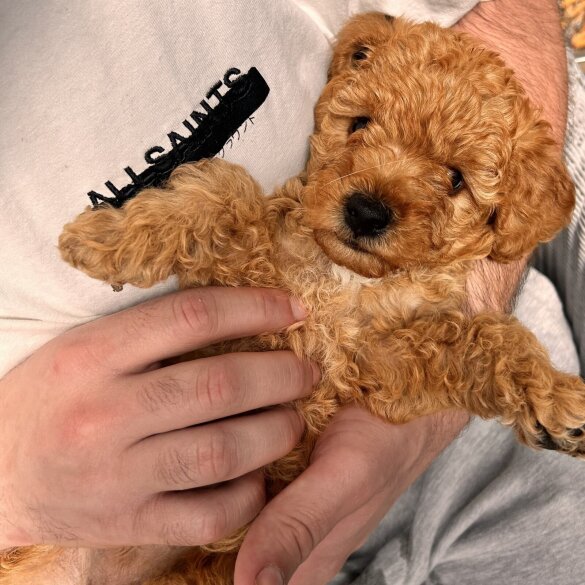 Labradoodle - Bitches