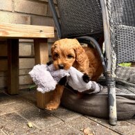 Labradoodle - Bitches