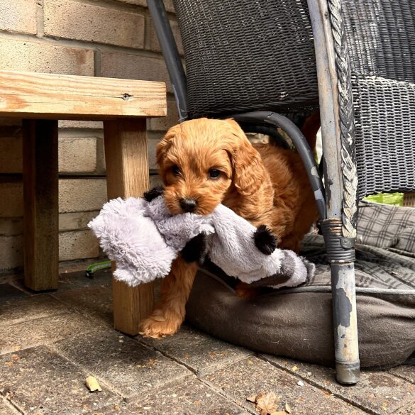 Labradoodle - Bitches