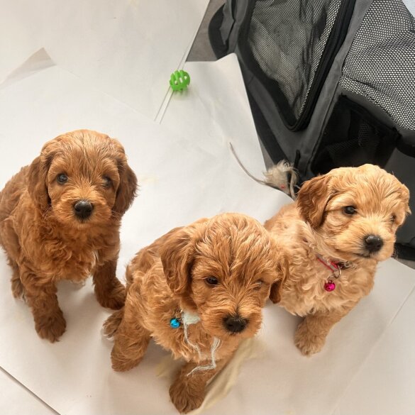 Labradoodle - Bitches