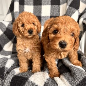 Labradoodle - Bitches