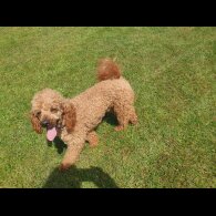 Labradoodle - Bitches