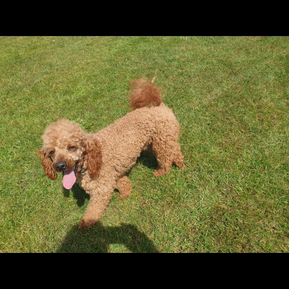 Labradoodle - Bitches