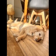 Labradoodle - Bitches