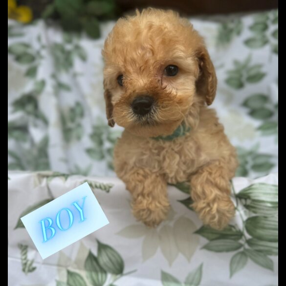 Cockapoo - Both