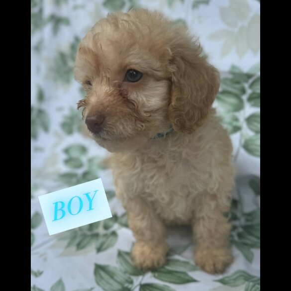 Cockapoo - Both