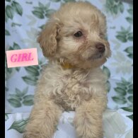 Cockapoo - Both