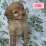 Cockapoo - Both
