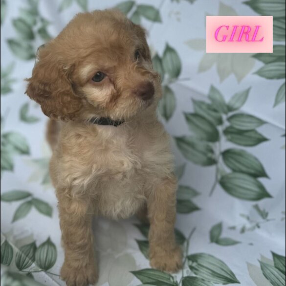 Cockapoo - Both