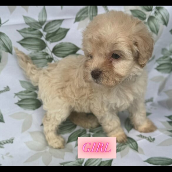 Cockapoo - Both