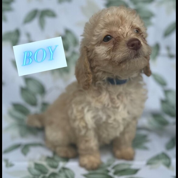 Cockapoo - Both