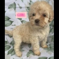 Cockapoo - Both