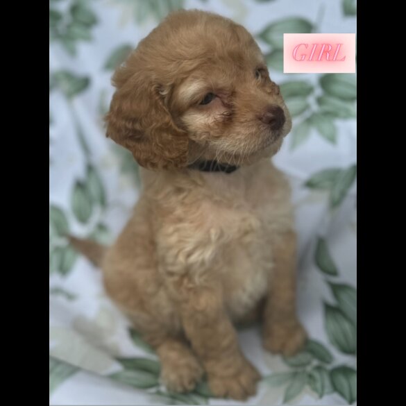 Cockapoo - Both