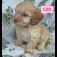 Cockapoo - Both