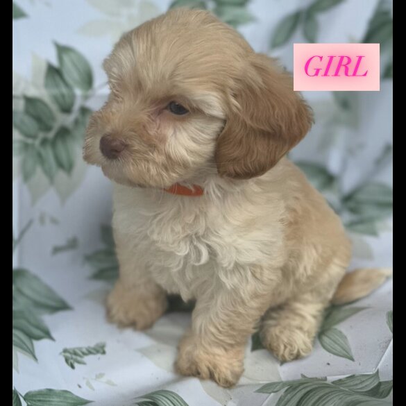 Cockapoo - Both