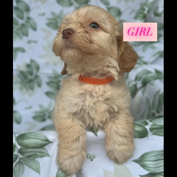 Cockapoo - Both