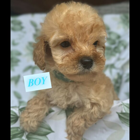Cockapoo - Both