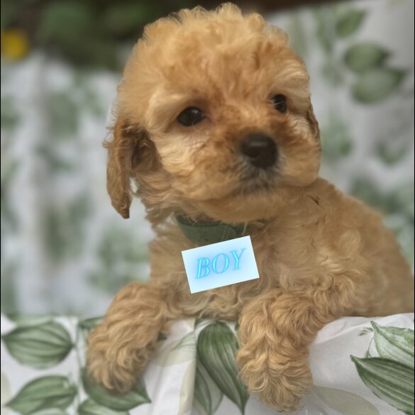 Cockapoo - Both
