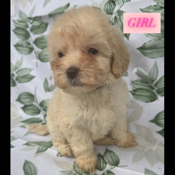 Cockapoo - Both
