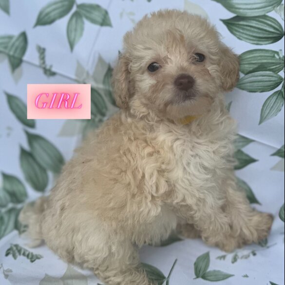 Cockapoo - Both