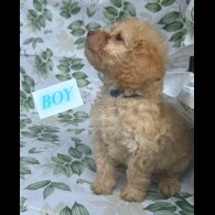 Cockapoo - Both