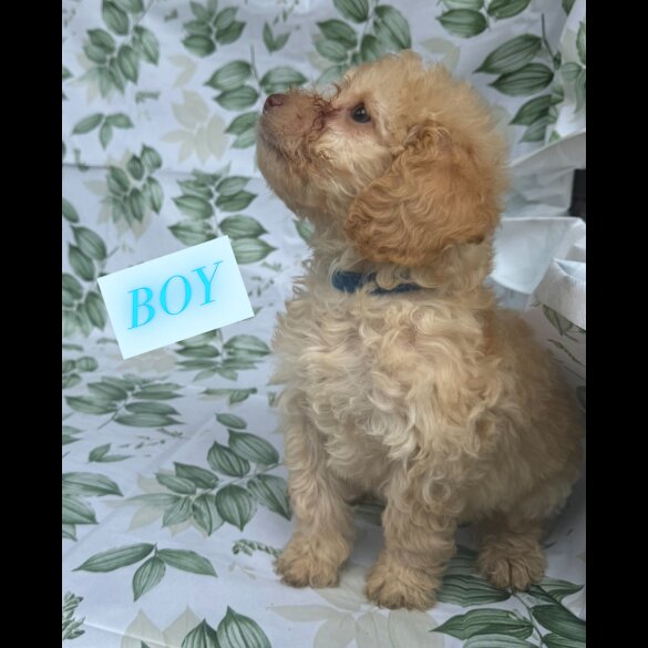 Cockapoo - Both