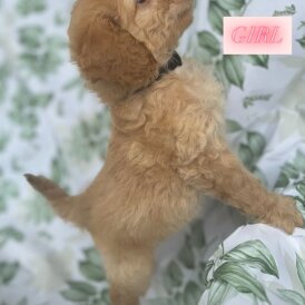 Cockapoo - Both