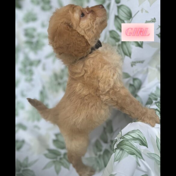 Cockapoo - Both