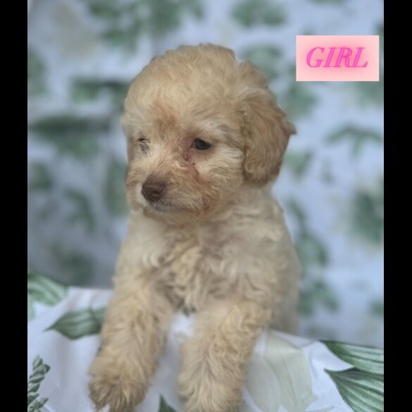 Cockapoo - Both