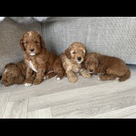 Cockapoo - Both