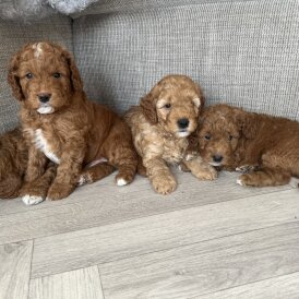 Cockapoo - Both