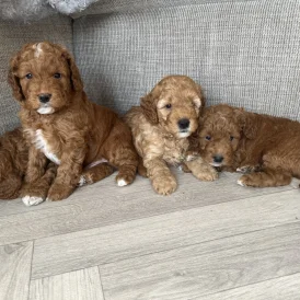 Cockapoo - Both