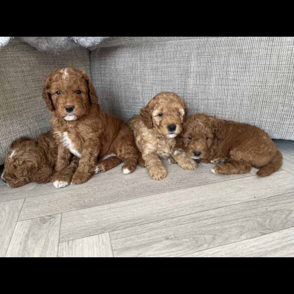 Cockapoo - Both