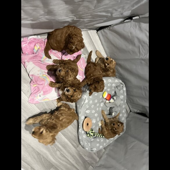 Cockapoo - Both