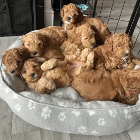 Cockapoo - Both